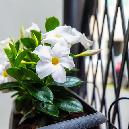 Lo Storico - The House Of Travelers Appartement